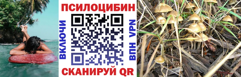 где купить наркотик  Дно  Псилоцибиновые грибы Psilocybine cubensis 